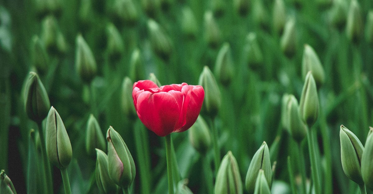 Niche Marketing: How Financial Advisors Stand Out in a Crowded Market